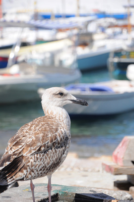 capri gull