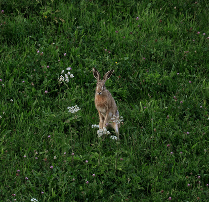 Wou di Hasn Housn hoißn