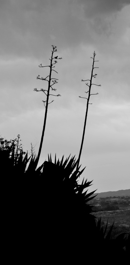 Agave